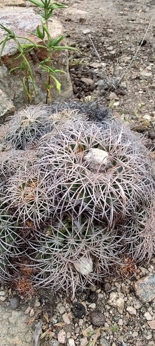 Discocactus zehntneri