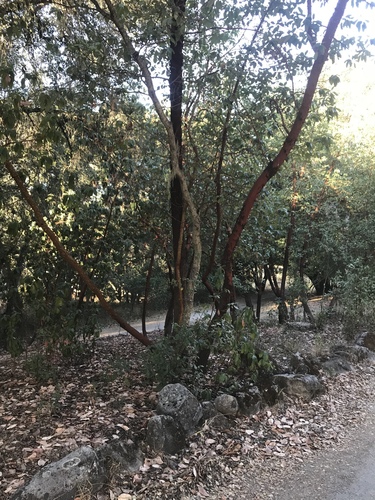 iNaturalist observation photo of Pacific madrone