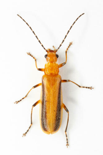 Rhagonycha longula · iNaturalist