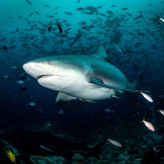 Bull shark
