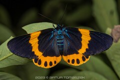 橙帶藍尺蛾 - Photo 由 Artur Tomaszek 所上傳的 (c) Artur Tomaszek，保留所有權利