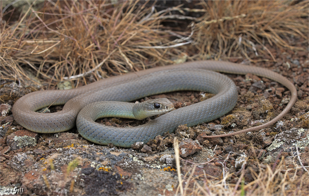 Western Yellow-bellied Racer in May 2022 by Jake Scott · iNaturalist