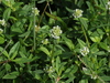 Shrubby False Buttonweed - Photo (c) Jay Keller, all rights reserved, uploaded by Jay Keller