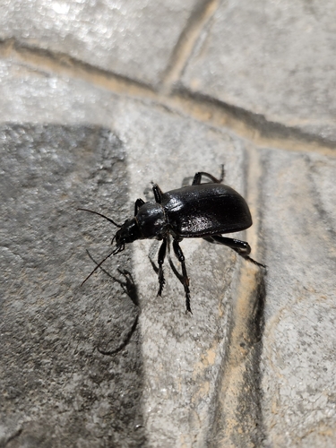 Caterpillar-hunter Beetles