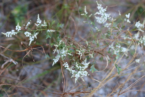 Polygonella polygama var. polygama