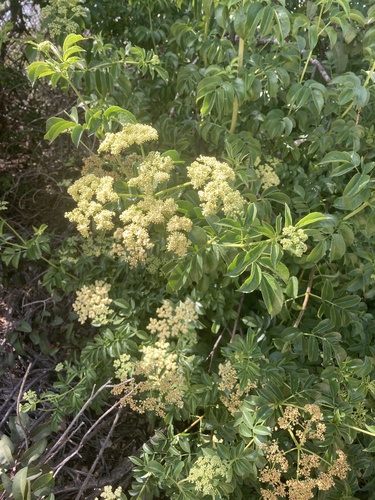 iNaturalist observation photo of blue elder