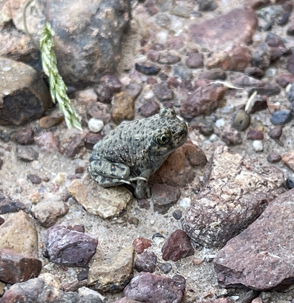 Western Spadefoot in April 2023 by Mandy Mathews · iNaturalist