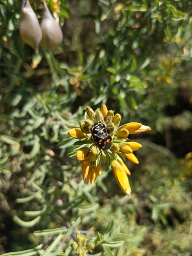 iNaturalist observation photo of Harlequin Bug