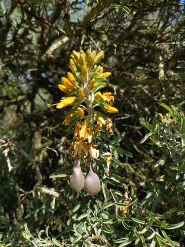 iNaturalist observation photo of Bladderpod