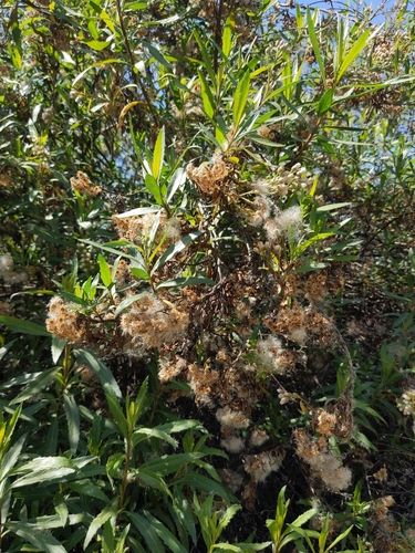 iNaturalist observation photo of mule fat