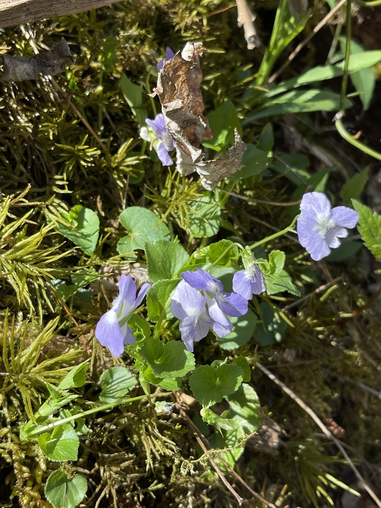 Labrador Violet Invasive Labrador violet from Randolph County, US-WV, US on April 19, 2023 at 02 ...