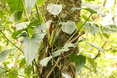 Philodendron cotonense image