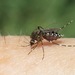 Aedes taeniorhynchus - Photo (c) Eric Eaton, todos los derechos reservados, uploaded by Eric R. Eaton