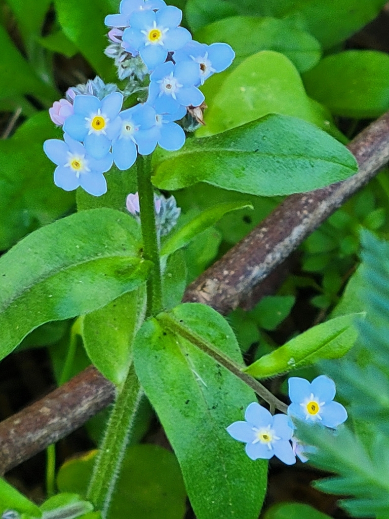 Myosotis latifolia — a medium houseplant, prefers full sun light