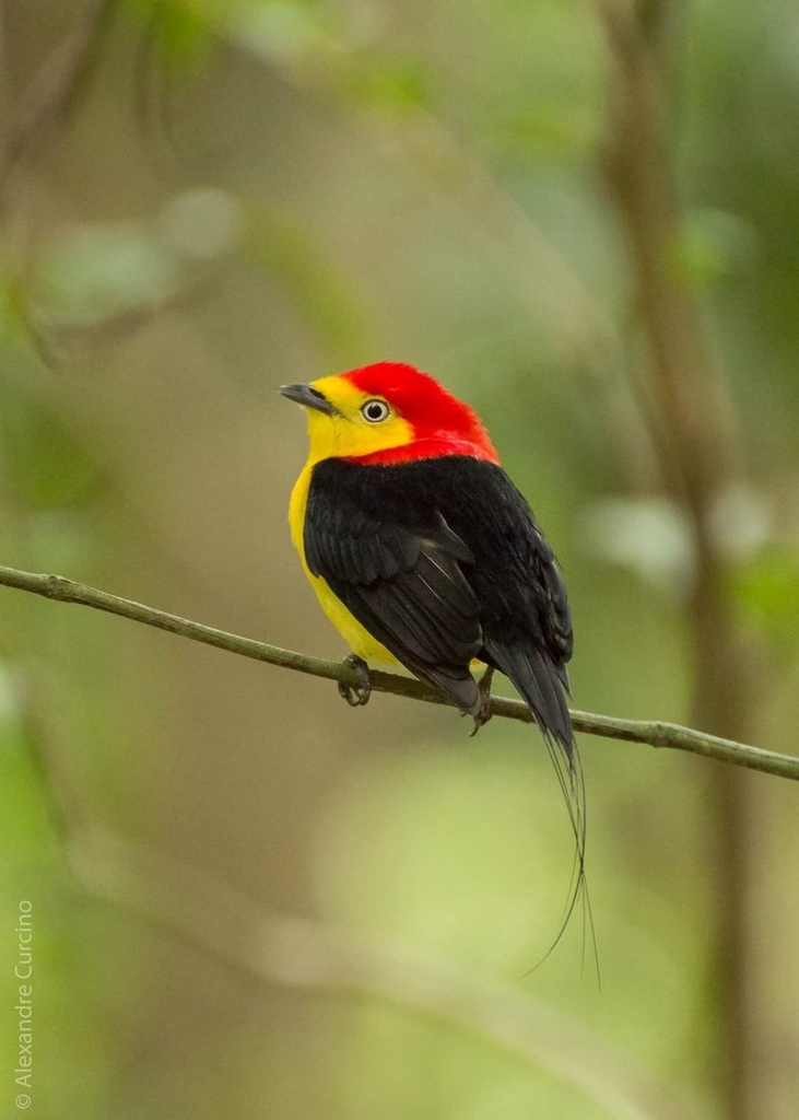Wire-tailed Manakin photo