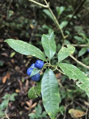 Image of Psychotria aubletiana