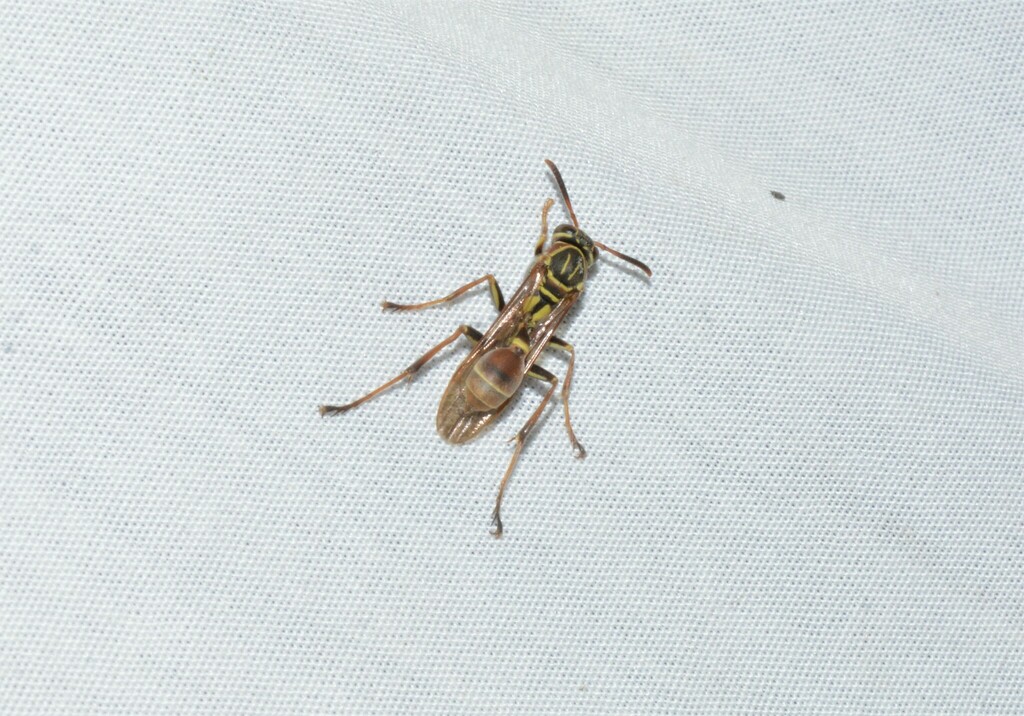 Mexican Paper Wasp from San Sebastián del Oeste, Jal., México on March ...