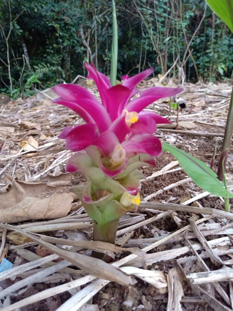 Curcuma comosa (Curcuma comosa)