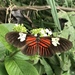 Heliconius melpomene penelope - Photo (c) Nic, all rights reserved, uploaded by Nic