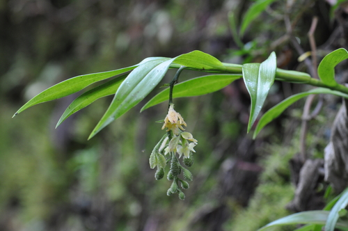 Epidendrum muricatisepalum image