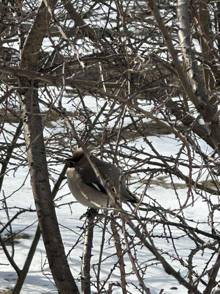 Bohemian Waxwing from улица Весны, Красноярск, Красноярский край, RU on ...