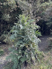 Cirsium subcoriaceum image