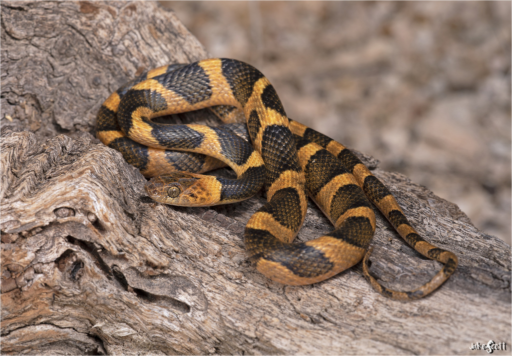 Northern Cat-eyed Snake