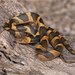 Northern Cat-eyed Snake - Photo (c) Jake Scott, all rights reserved, uploaded by Jake Scott