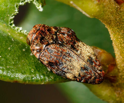 Brachys fasciferus · iNaturalist Mexico