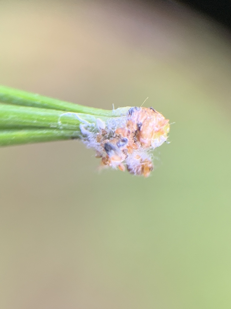 Pineus from Gilbert Ave, Hamden, CT, US on April 19, 2023 at 0551 PM