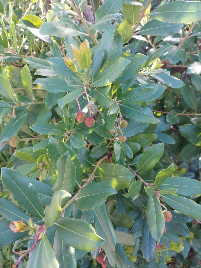 Strawberry Tree From Via A. Doria, 73055 Torre Suda Le, Italia On April 