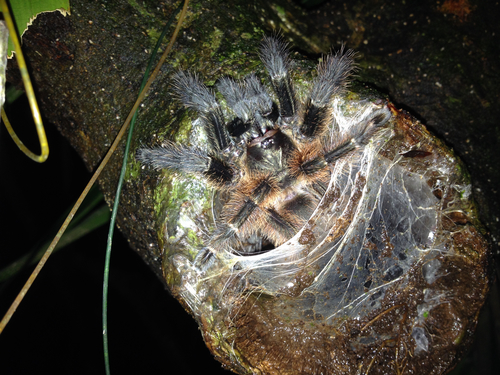 Mexican Half-and-half Tarantula