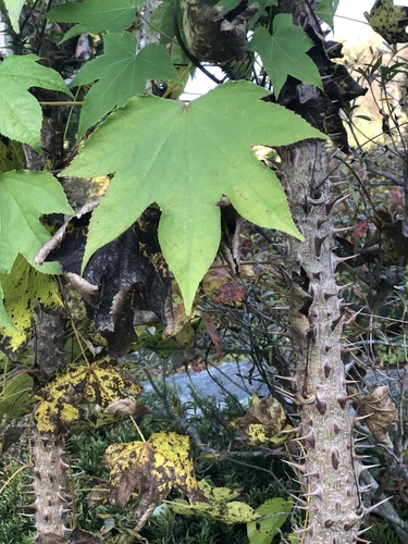 Castor-Aralia