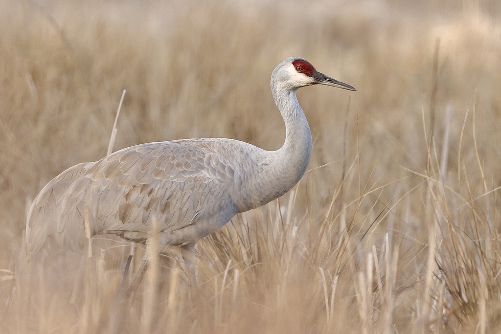 Sandhill crane