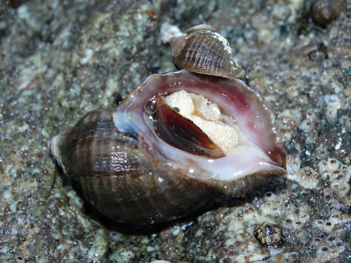 Nucella heyseana · iNaturalist