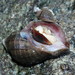 Nucella heyseana - Photo (c) snv2, all rights reserved, uploaded by snv2