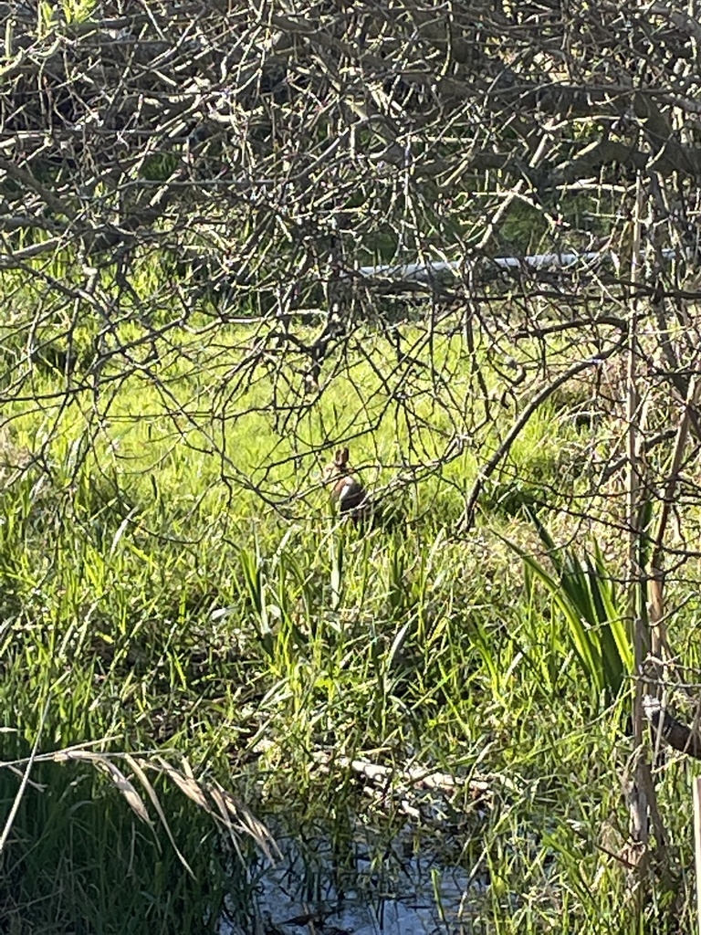 European Rabbit from Union Bay Natural Area, Seattle, WA, US on April ...