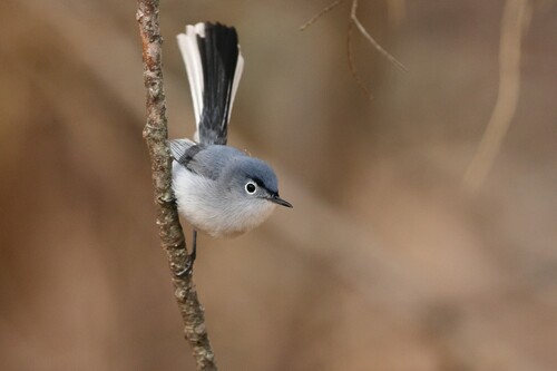 Polioptila caerulea