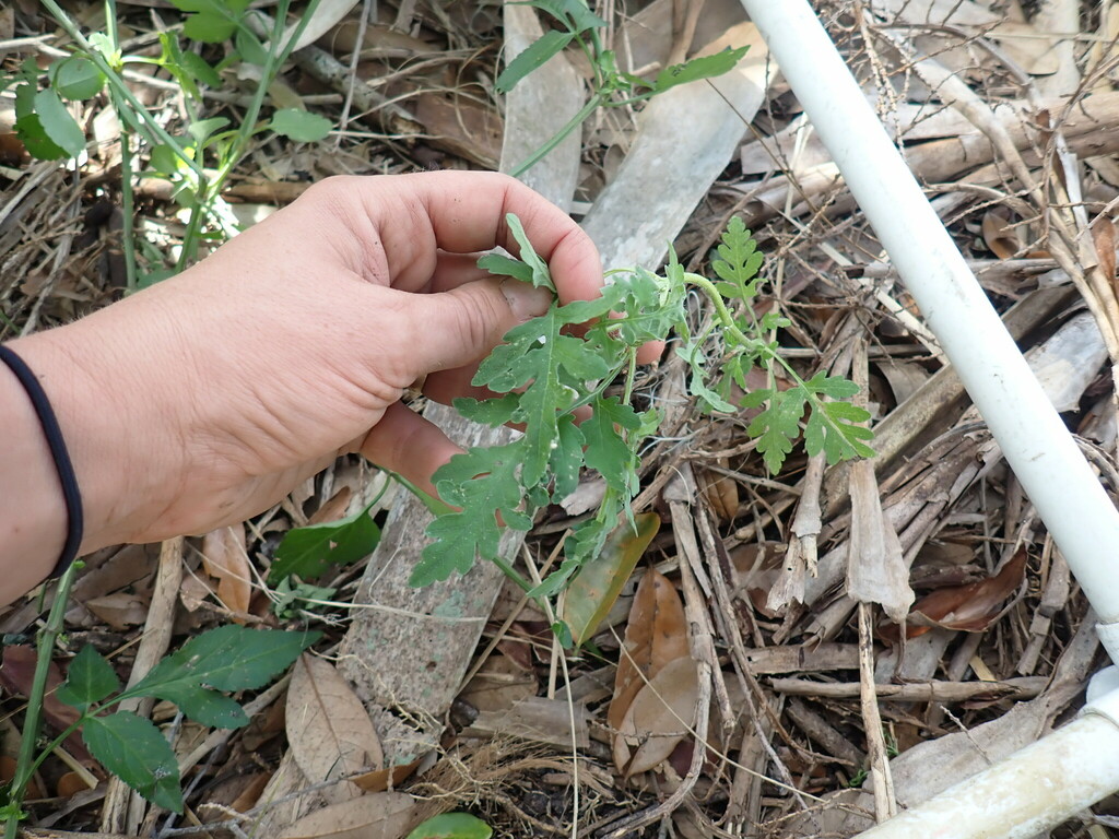 common ragweed from Manatee County, FL, USA on April 07, 2023 at 10:53 ...