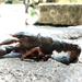 Procambarus digueti - Photo (c) Ortega-Garcia Carlos, todos los derechos reservados, subido por Ortega-Garcia Carlos