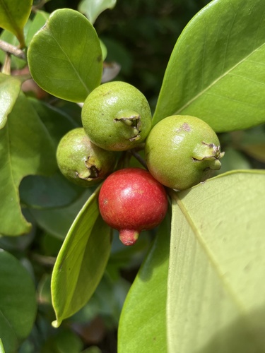 Psidium cattleianum Afzel. ex Sabine