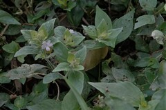 Ruellia blechum image