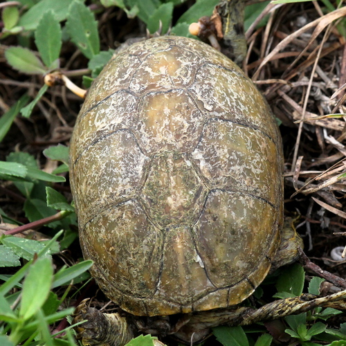 Florida Mud Turtle (Subspecies Kinosternon subrubrum steindachneri ...