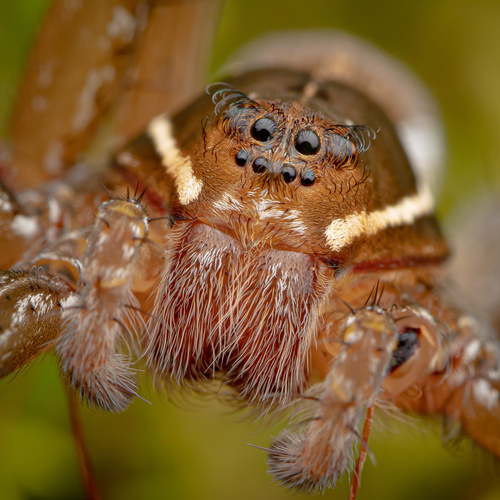 Six-spotted Fishing Spider