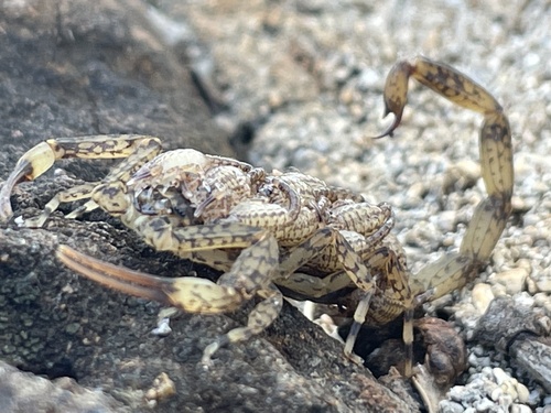 Lesser Brown Scorpion