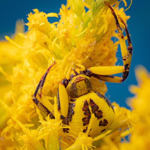 Misumenoides