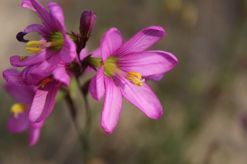 Ixia latifolia D.Delaroche