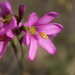 Ixia latifolia - Photo 由 Robyn 所上傳的 (c) Robyn，保留所有權利