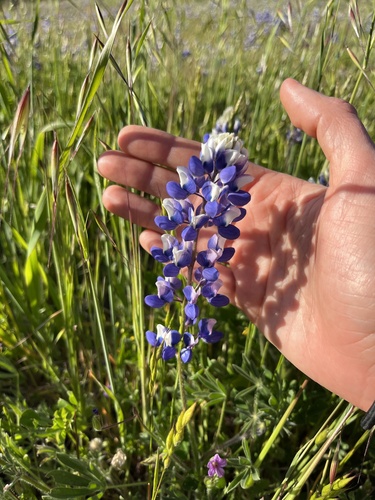 iNaturalist observation photo of Sky Lupine