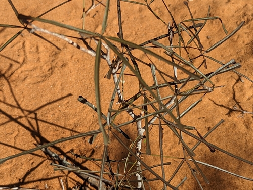 Thilachium angustifolium
